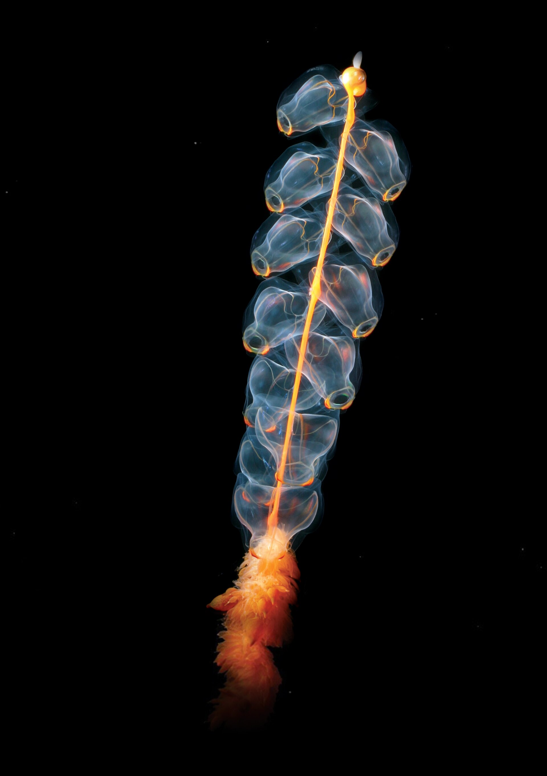 北冰洋的管水母 Marrus orthocanna，几十个透明个体连成一条，中间是一根橙色的茎